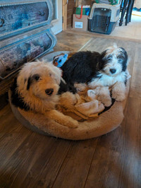 Old English Sheepdogs (REDUCED)