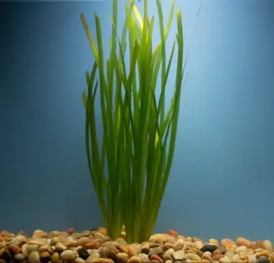 The Vallisneria aquarium plant is a stunning addition to any aquatic tank. Its slender, green leaves...