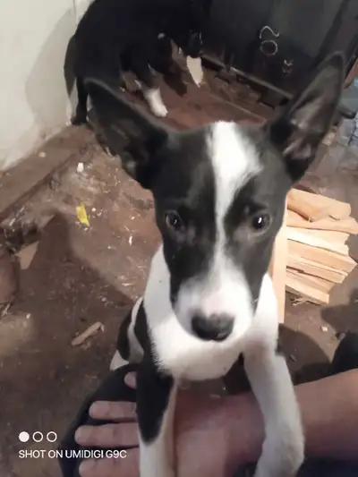 Australian shepherd x blue healer, View more