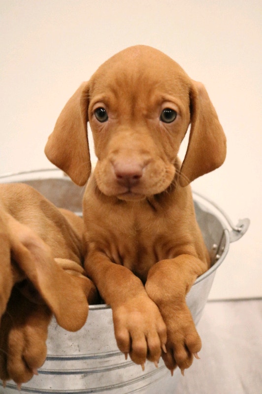 Purebred Hungarian Vizsla Puppies for sale!! Dogs & Puppies for