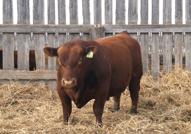 Purebred Red Angus Bulls  For Sale in Livestock in Regina - Image 3
