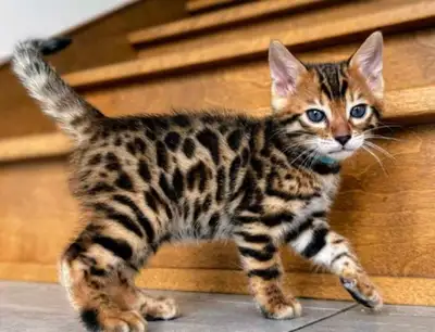 Bonjour à vous, nous sommes la chatterie de Bengal "Le chat ronronne". Nous commençons actuellement...
