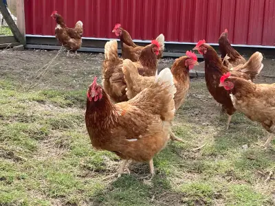 Laying Hens, View more