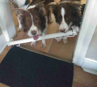 Sadly I have to rehome my border collies 