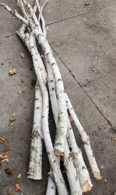 Birch Branches for Outdoor Planters, View more
