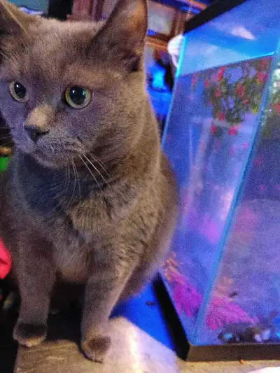 looking for a older ,male or female cat,preferably short hair, View more