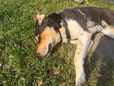 10 month coonhound cross husky, View more