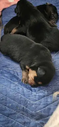 ROTTWEILER × GOLDEN RETRIEVER PUPPIES FOR SALE TO GOOD HOMES