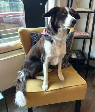 Looking for a Loving Acreage Home for Our Border Collie, Bonnie, View more
