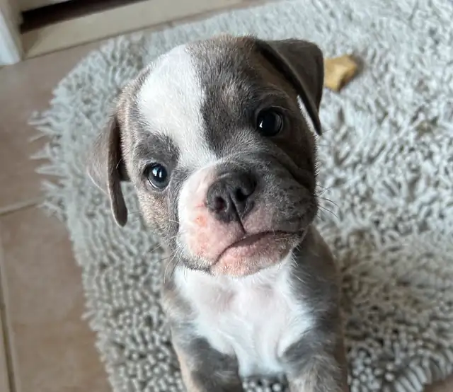 English Bulldog Mix in Dogs & Puppies for Rehoming in Oakville / Halton Region - Image 4