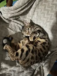 Chatte bengal 