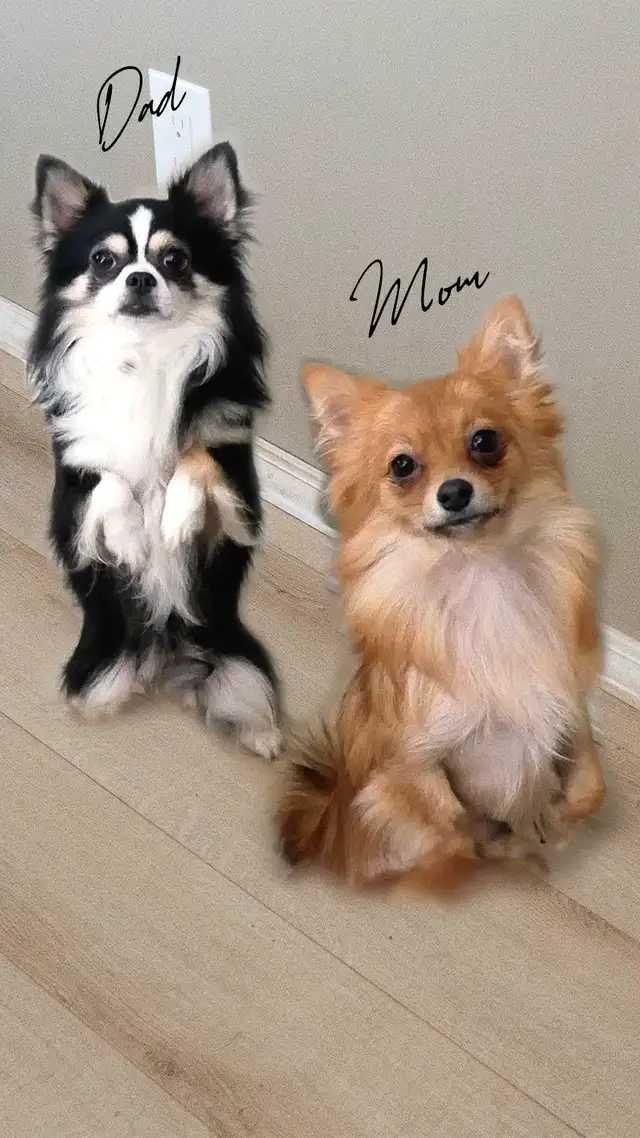Adorable Long-Coat Chihuahua - (Last Pup has been Reserved) in Dogs & Puppies for Rehoming in Winnipeg - Image 10