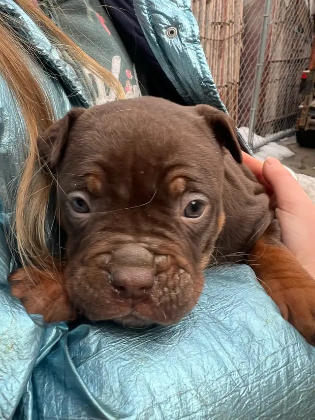 Puppies looking for forever homes in Dogs & Puppies for Rehoming in City of Toronto - Image 7