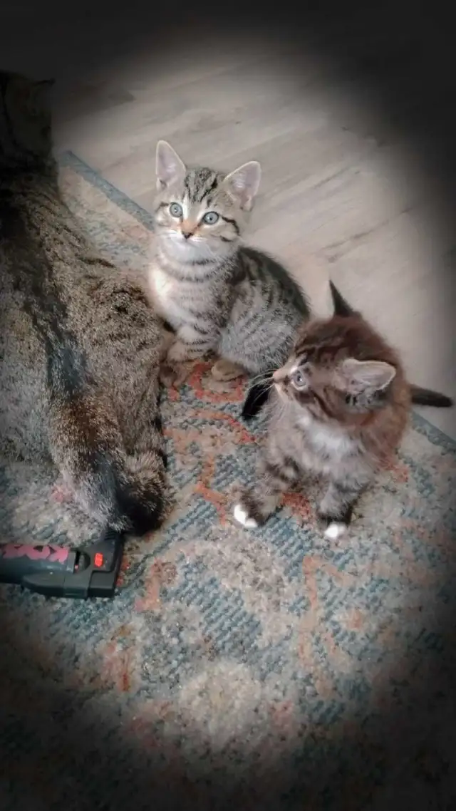 KITTIES !! Needing reliable homes!! in Cats & Kittens for Rehoming in Ottawa - Image 6