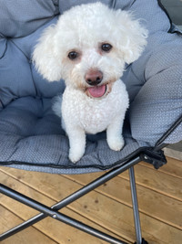 Bichon Frise adult dogs