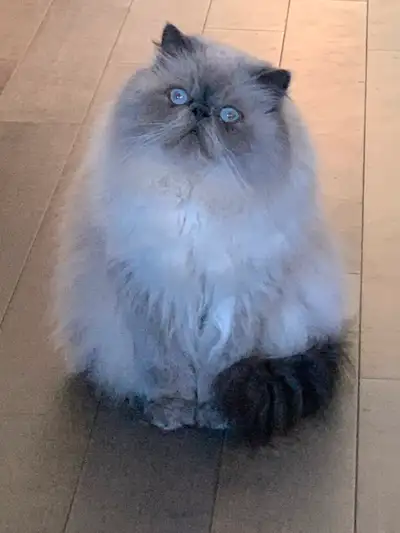 Seal Point Persian (rehoming), View more