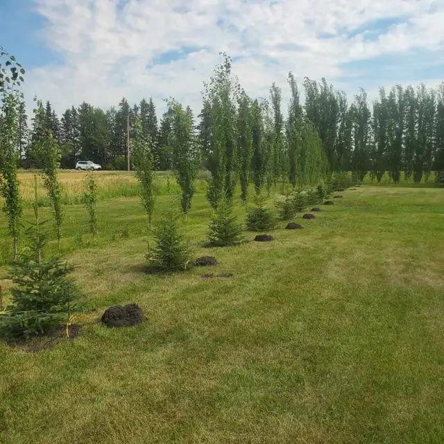 Spruce Trees63611959081091121