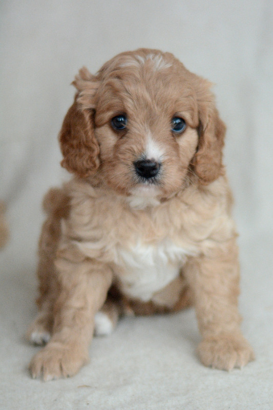 Cavapoo Puppies in Dogs & Puppies for Rehoming in Fredericton - Image 3