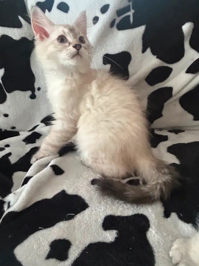 Highland lynx in Cats & Kittens for Rehoming in Québec City - Image 9