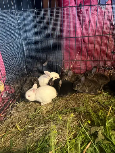 4 week old Rex cross bunnie One remaining white buck. Located south of Barrhead. 40$ each
