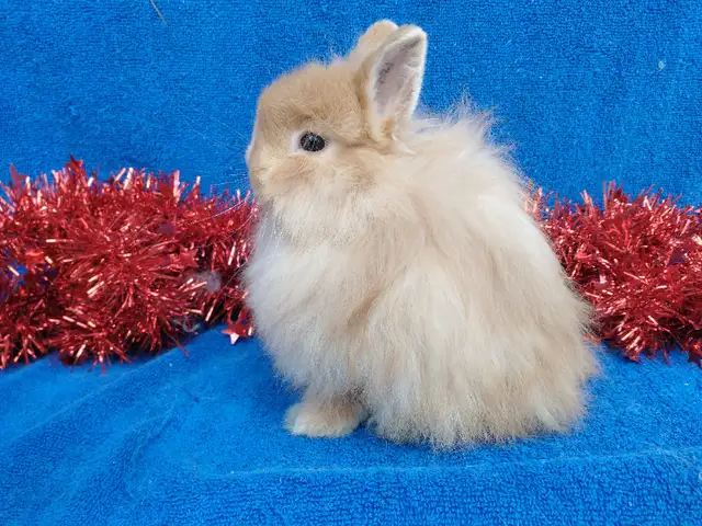 EXTRAORDINAIRE bébé lapin nain néerlandais* Netherland Dwarf in Small Animals for Rehoming in City of Montréal - Image 11
