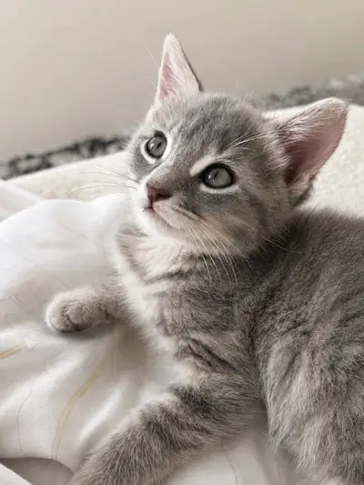 GRAY & WHITE TABBY KITTEN, View more