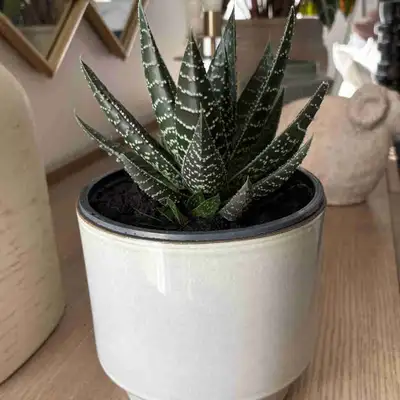 lace aloe potted , View more