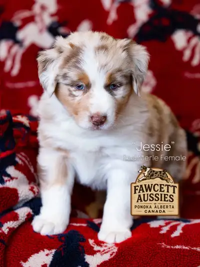 Fawcett Aussies offers our 2026 “Toy Story Litter”. 6 week old ASDR registered Purebred Australian S...