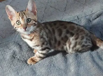 KITTENS AVAILABLE , View more
