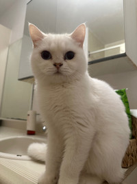 PUREBRED BRITISH SHORTHAIR 