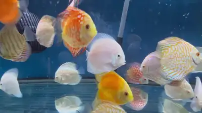 Discus asiatiques de 3 à 4 pouces et plus — dès 54,99 $ Vous cherchez de beaux discus pour votre aqu...