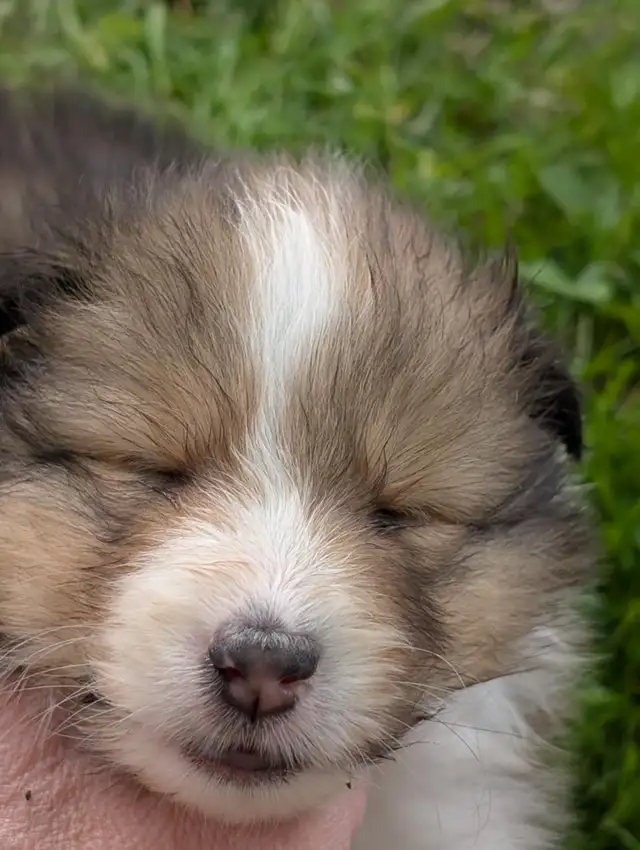 Sheltie puppies in Dogs & Puppies for Rehoming in Winnipeg - Image 4
