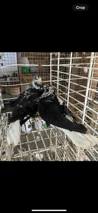 Pigeon fancy, View more
