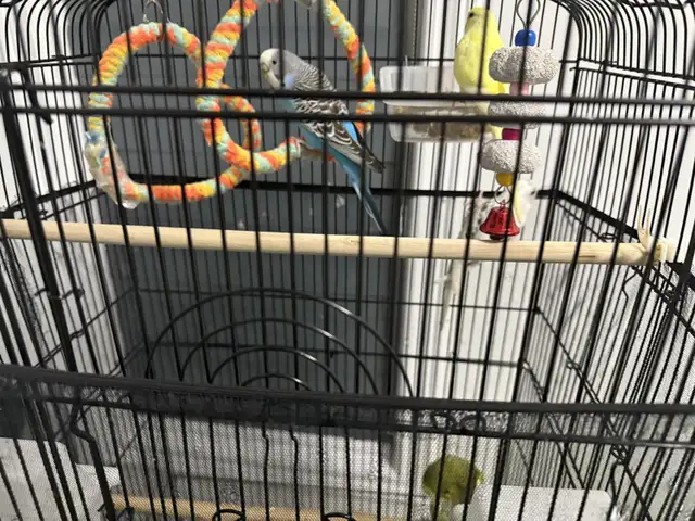 4 healthy birds for sale in Small Animals for Rehoming in Mississauga / Peel Region - Image 7