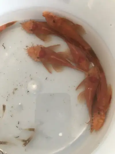 I have Red bristle nose plecos available . Ready to breed. $15 ea