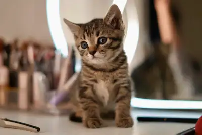 Sweet female kitten, View more