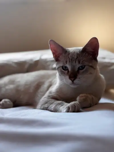 Jeune chatte à Longueuil, Voir plus