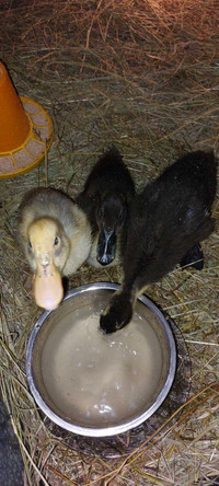 3 week old ducks