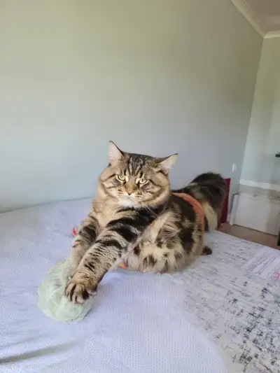 Majestic Purebred Mainecoon Male - Exceptional Temperament, View more