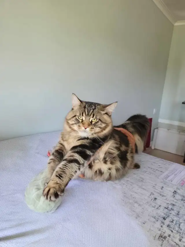 Majestic Purebred Mainecoon Male - Exceptional Temperament in Cats & Kittens for Rehoming in Oakville / Halton Region - Image 2