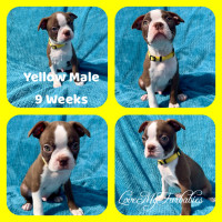 2 Red & White Boston Terrier Puppies ready for forever homes.