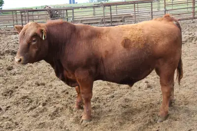 Purebred Black and Red Angus Bulls, View more