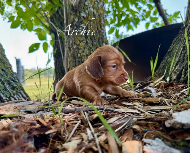 Dachshund puppies in Dogs & Puppies for Rehoming in St. Albert - Image 6