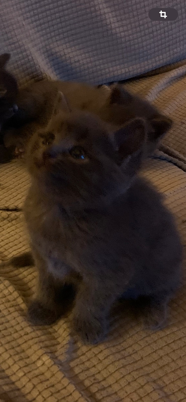 chatons à vendre dans Chats et chatons à adopter  à Lévis - Image 3