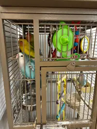 4 Love birds with cage