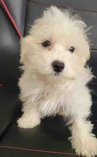 Havanese Maltese puppies, View more