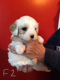 Shichon-Poodle puppies for sale