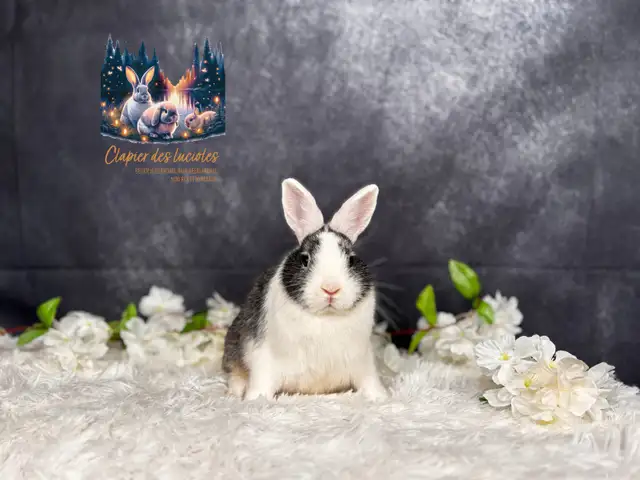 Neutered Netherland dwarf  in Small Animals for Rehoming in Ottawa - Image 5