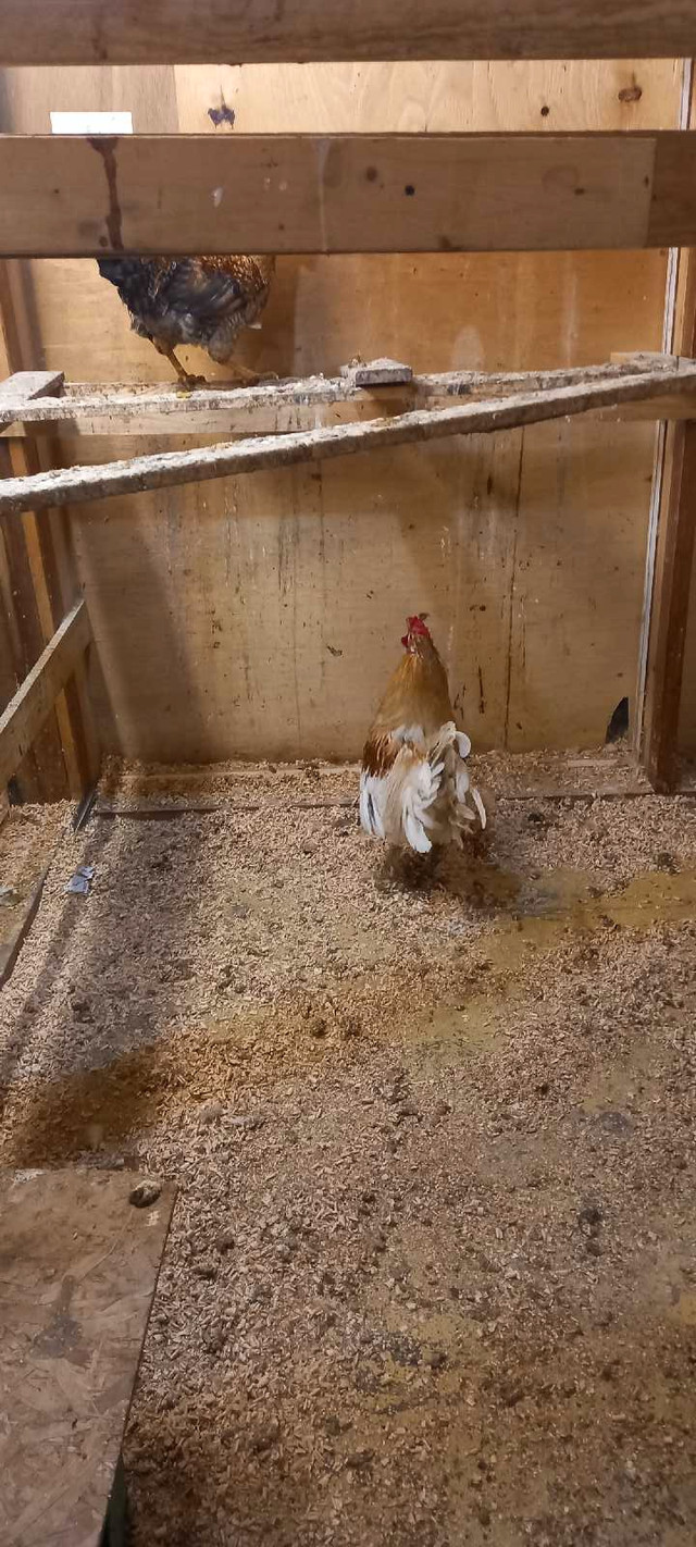 Coq poule dans Animaux de ferme  à Ville de Montréal - Image 4