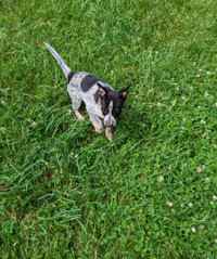 Australian cattle dog/blue heeler